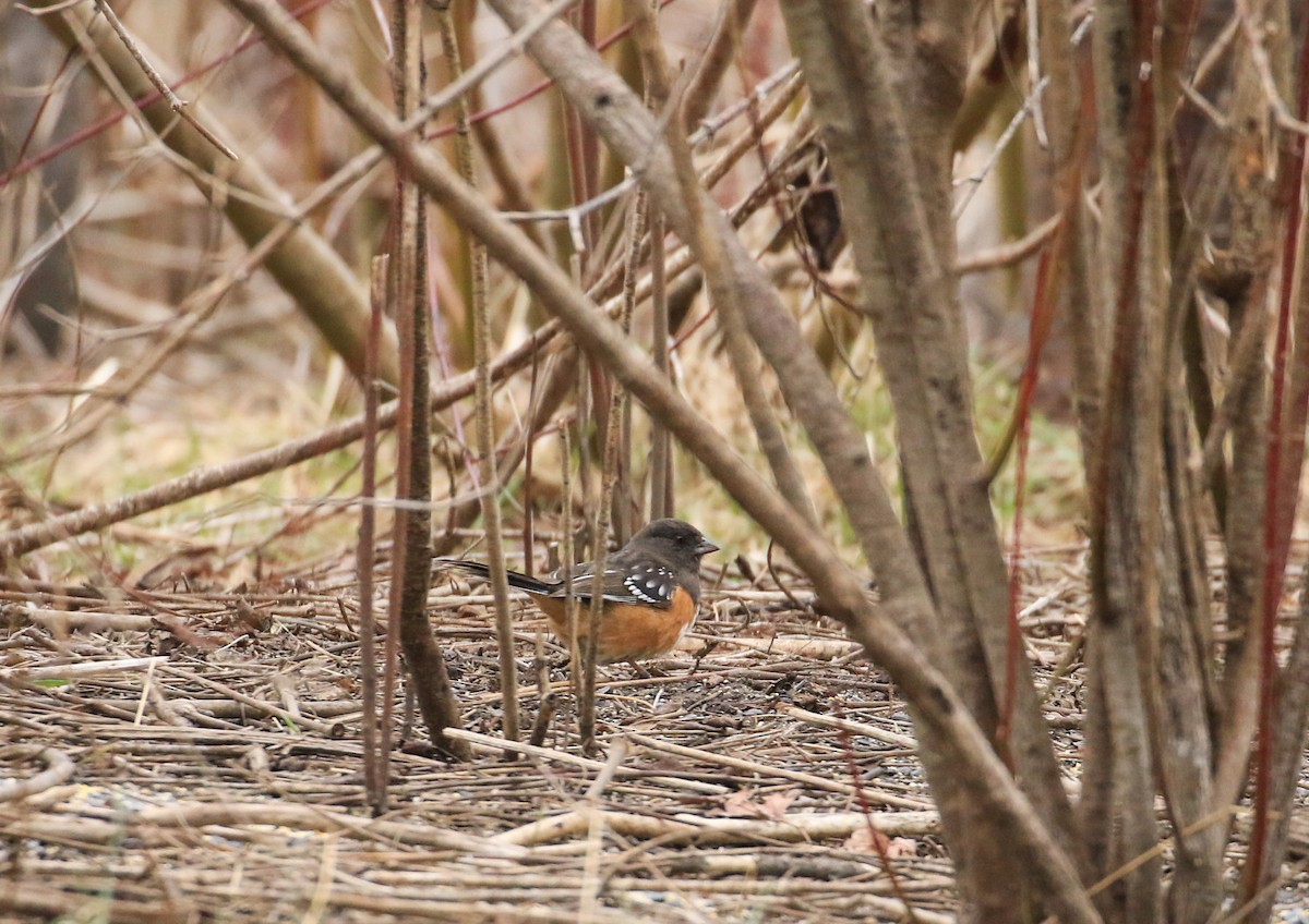 Spotted Towhee - ML615915457