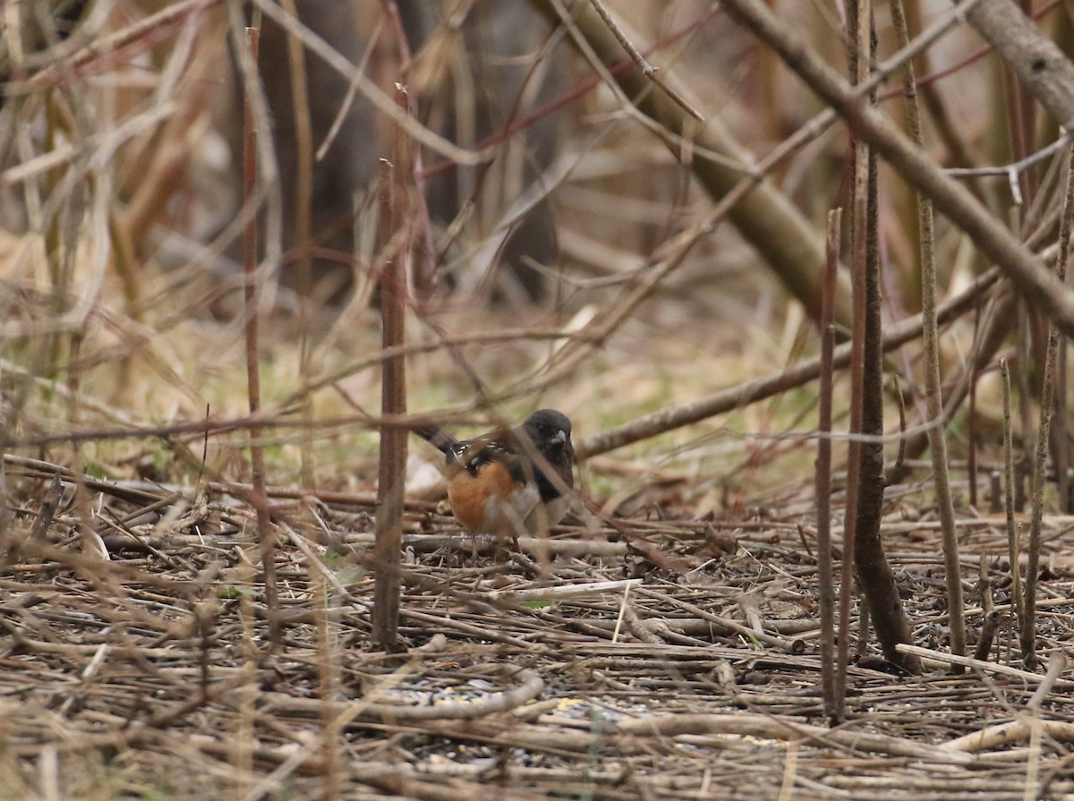 Spotted Towhee - ML615915458