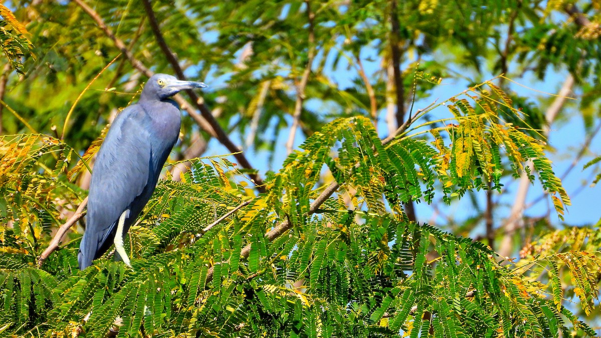 Little Blue Heron - ML615915466