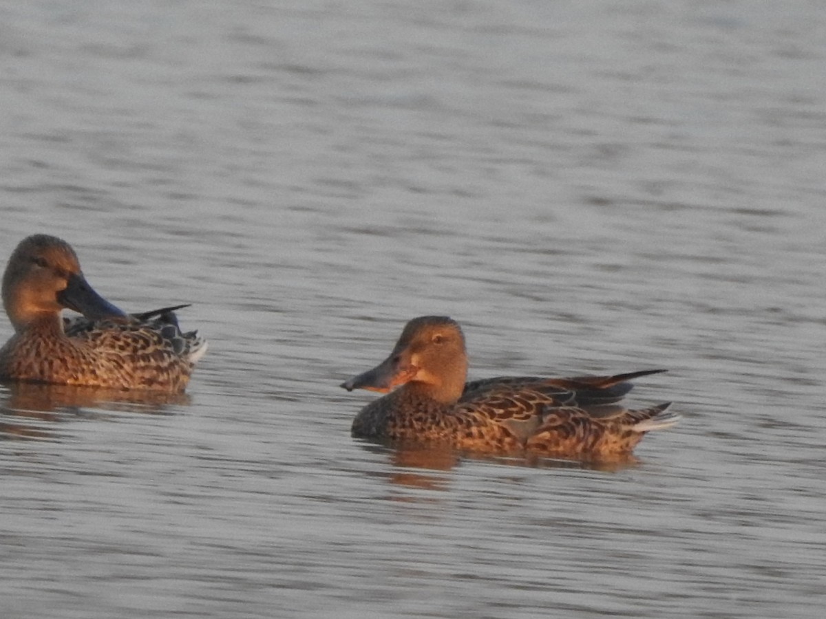 Northern Shoveler - ML615915502