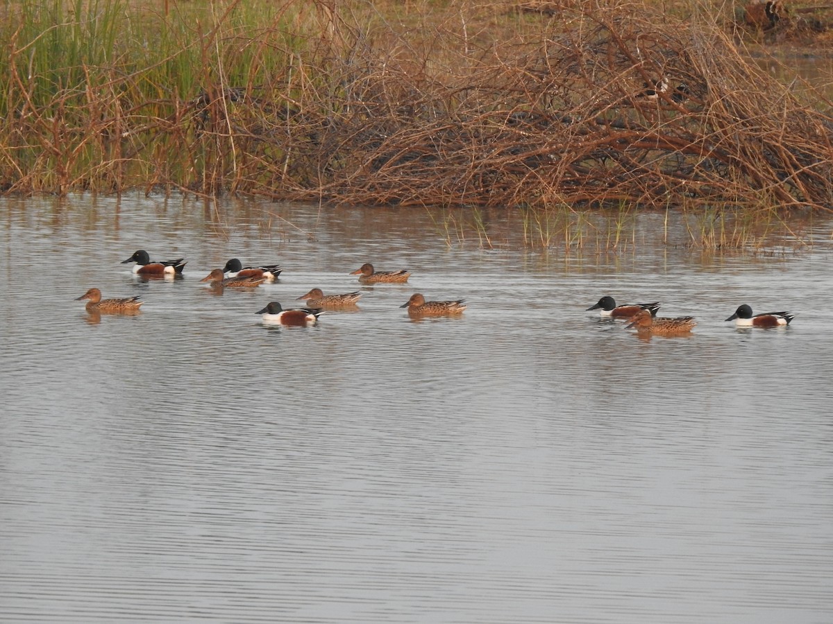 Northern Shoveler - ML615915509