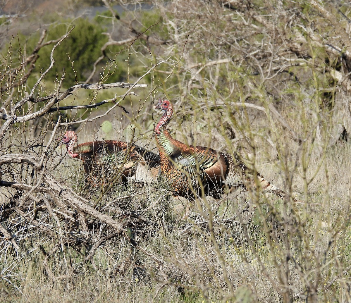 Wild Turkey - Christopher Daniels