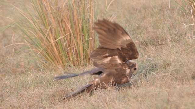 Western Marsh Harrier - ML615915546