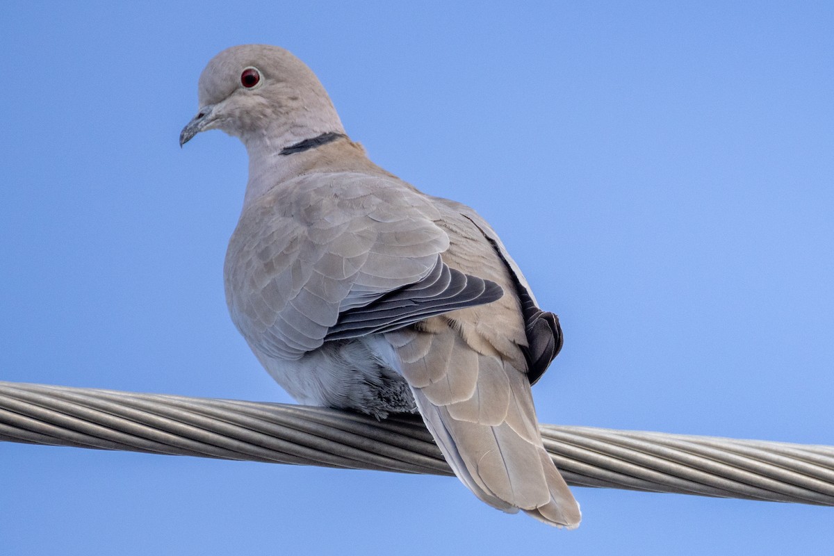 Eurasian Collared-Dove - ML615915624