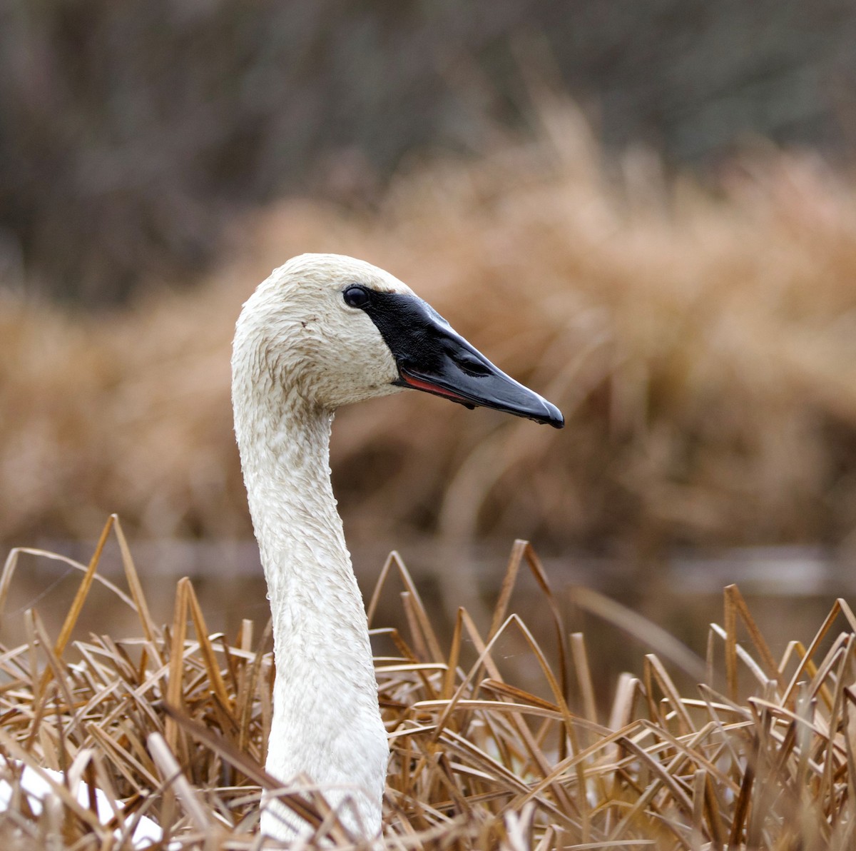 Trumpeter Swan - ML615915653