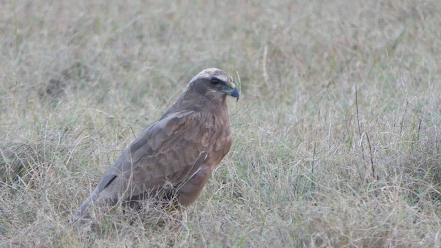 Болотный лунь - ML615915663