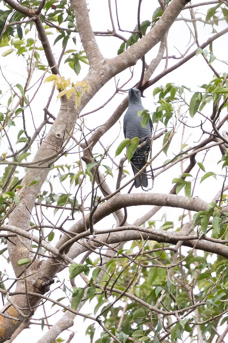 Bar-bellied Cuckooshrike - ML615915678