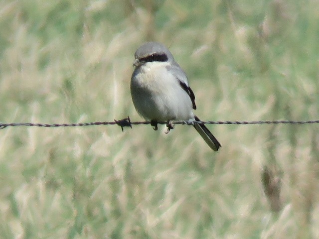 Loggerhead Shrike - Dan Kramer