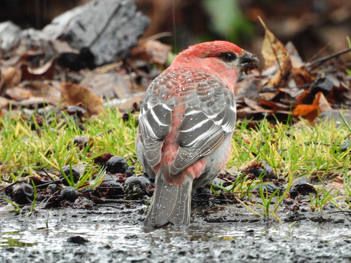 Pine Grosbeak (Pacific Northwest) - ML615915779