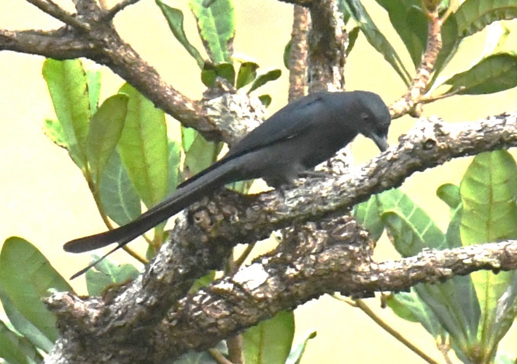 Ashy Drongo - Mohanan Choron