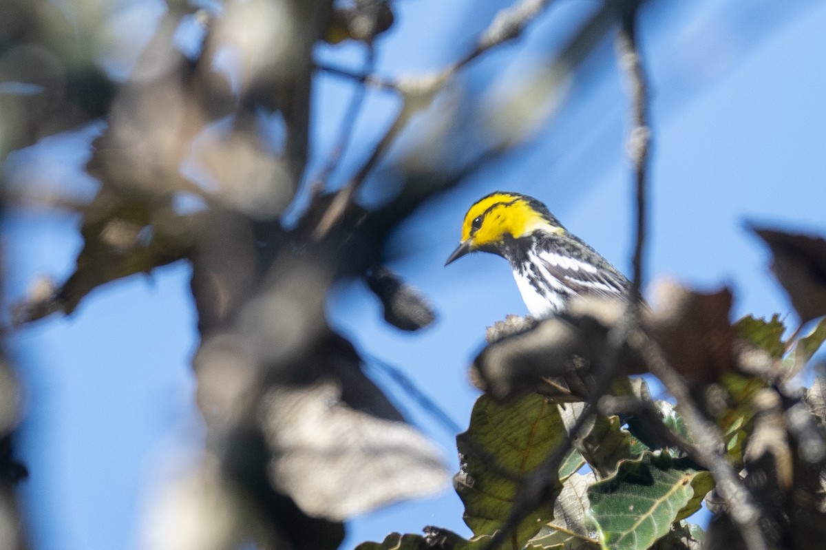 Golden-cheeked Warbler - ML615915806