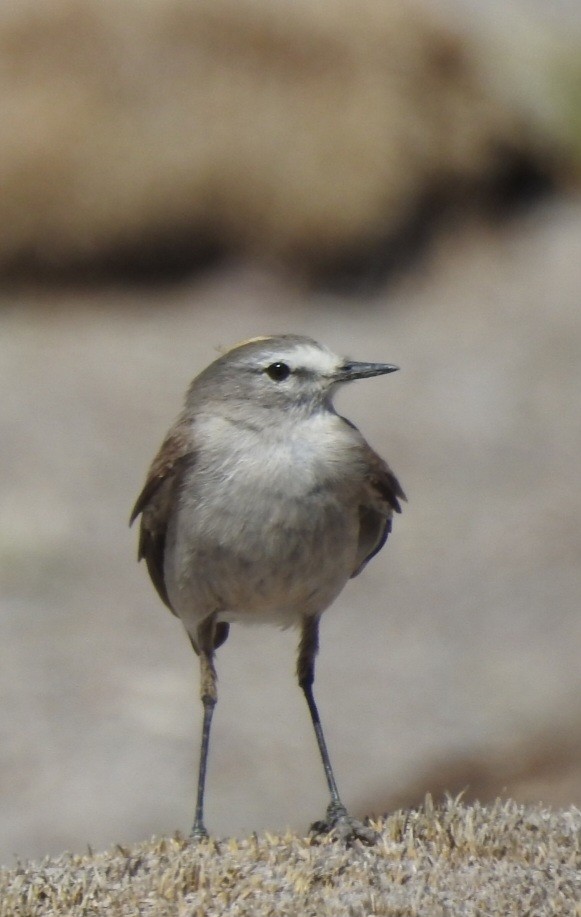 Ochre-naped Ground-Tyrant - ML615915819