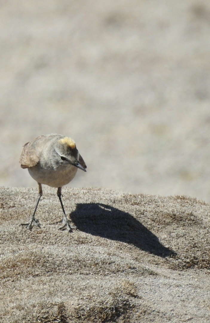 Ochre-naped Ground-Tyrant - ML615915821