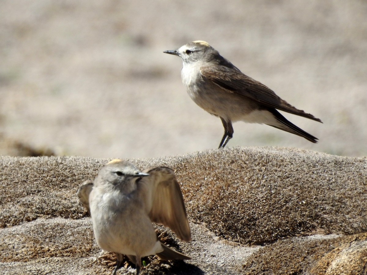 Ochre-naped Ground-Tyrant - ML615915822