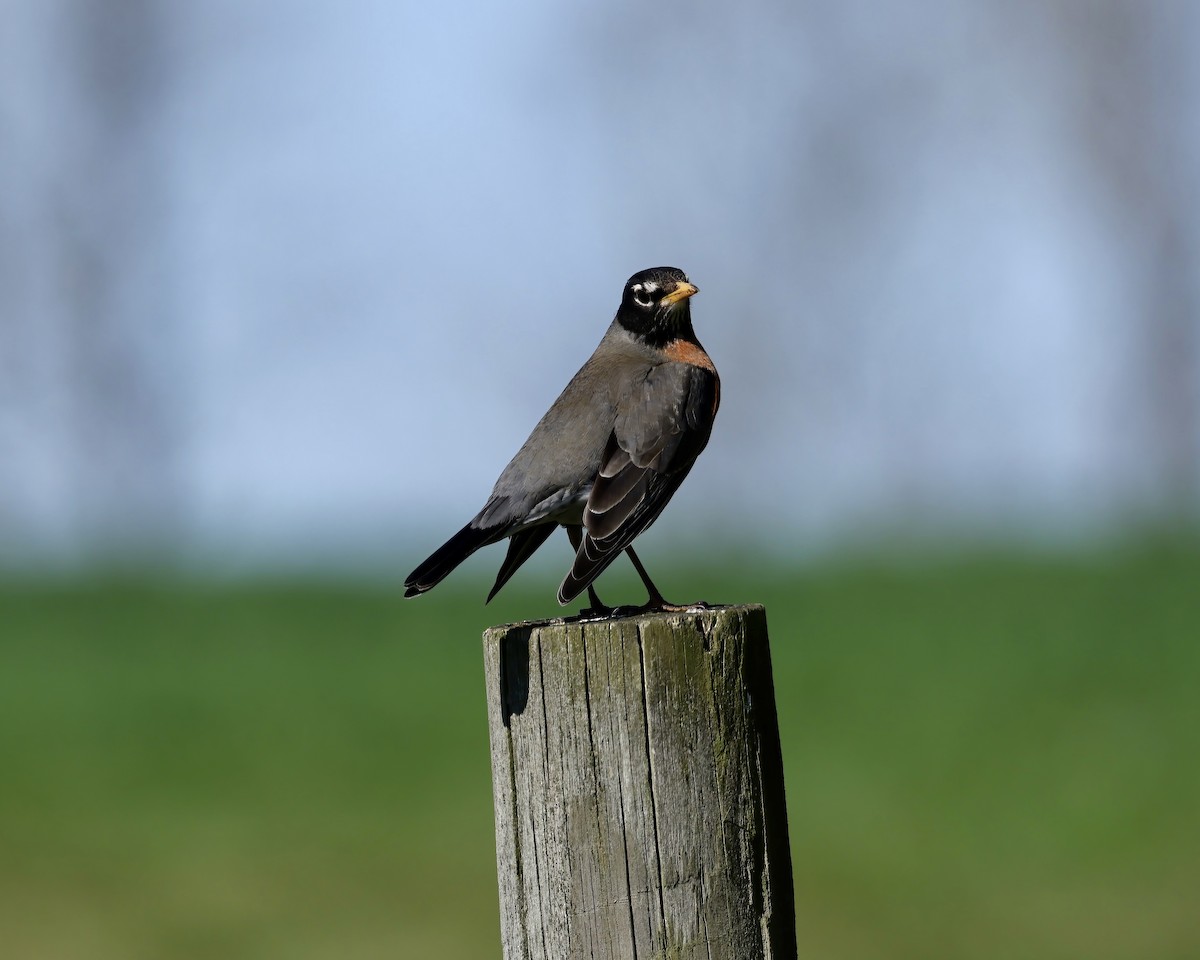 American Robin - ML615915856