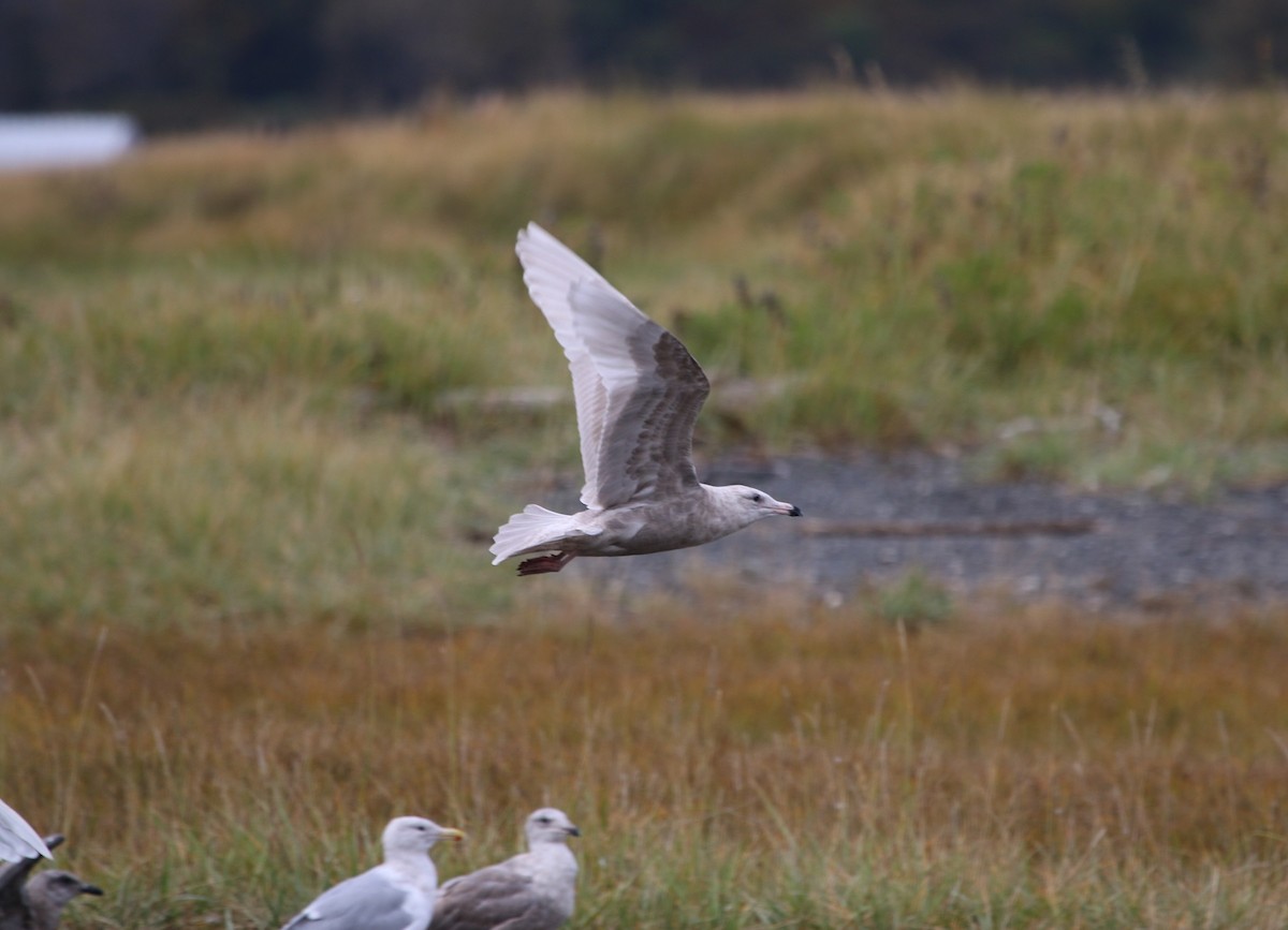 gull sp. - ML615915857