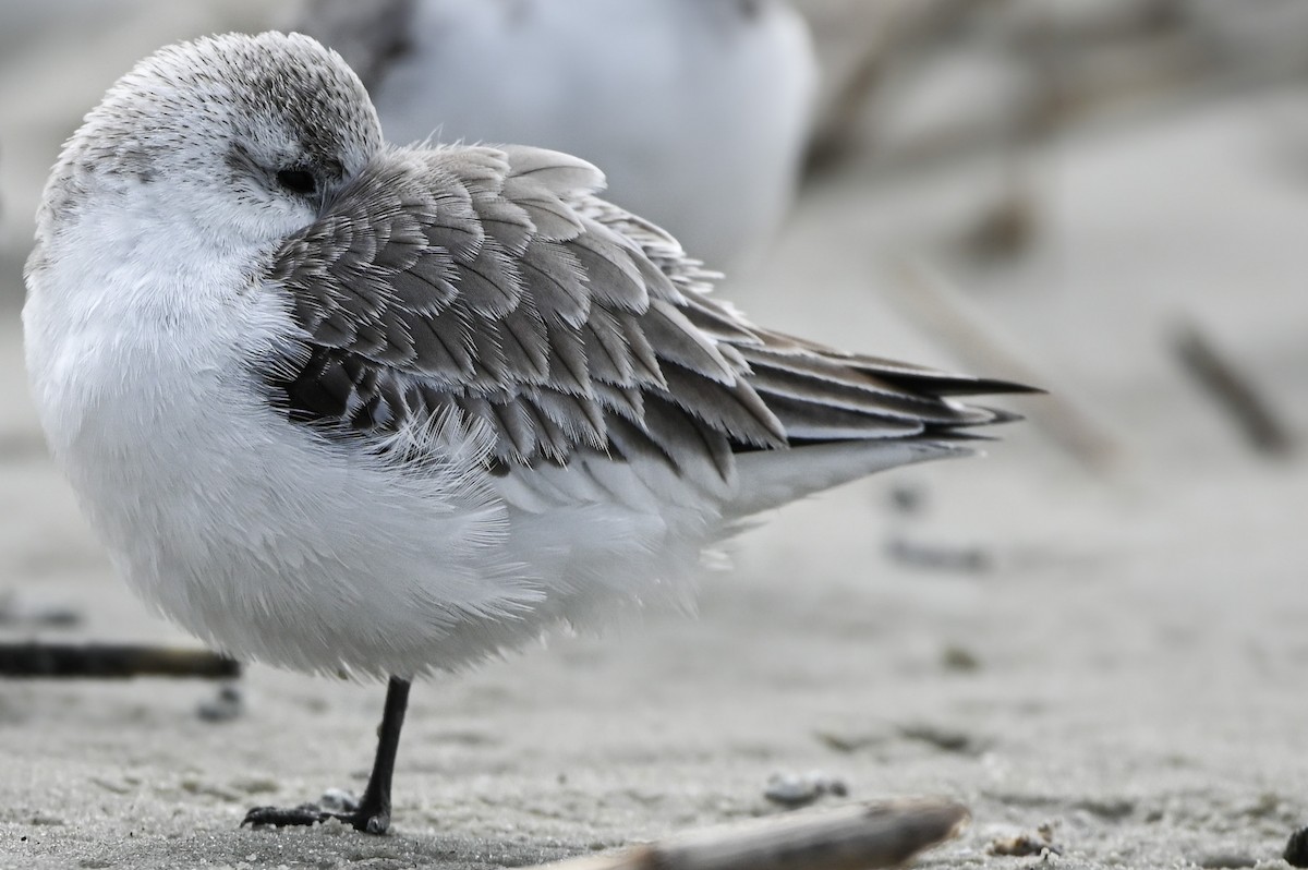 Sanderling - Nathanial O’Connell