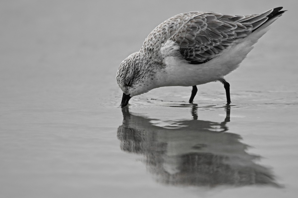 Sanderling - Nathanial O’Connell