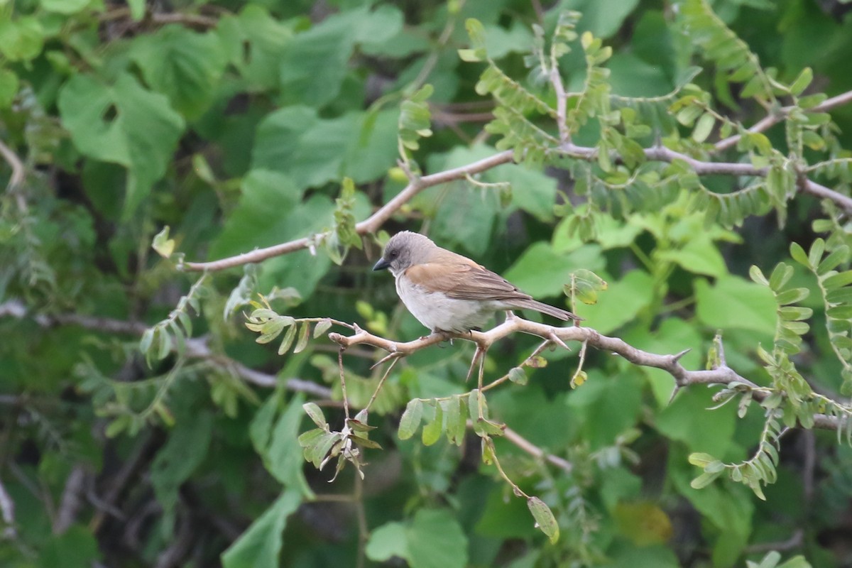 Northern Gray-headed Sparrow - ML615915934