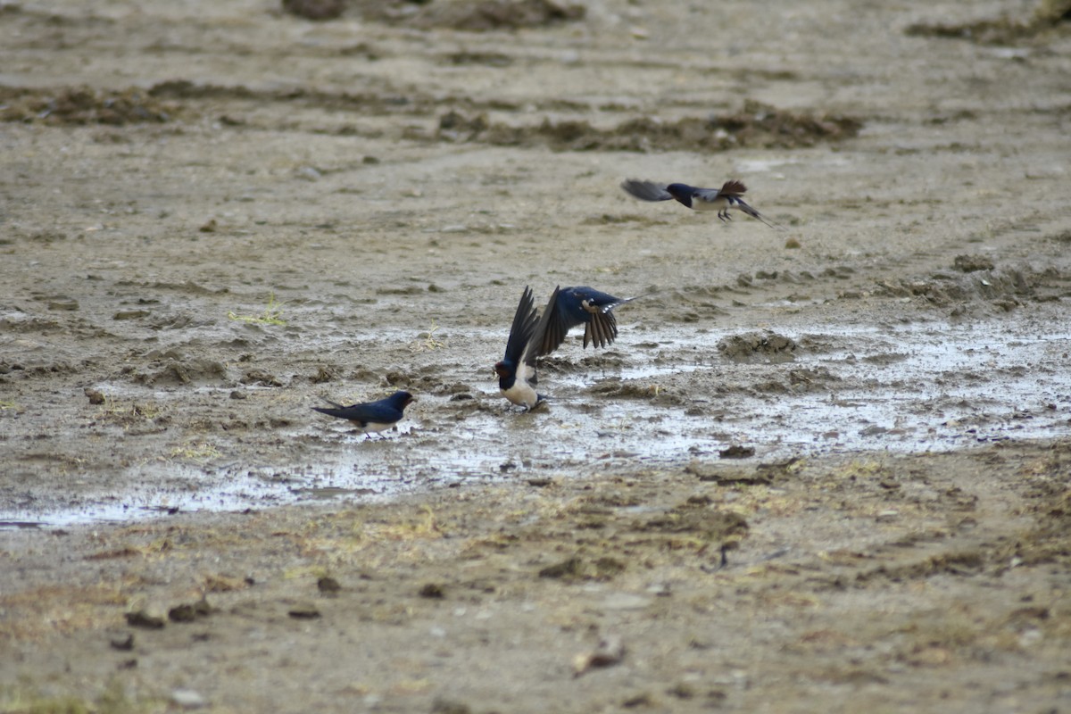 Barn Swallow - ML615915936