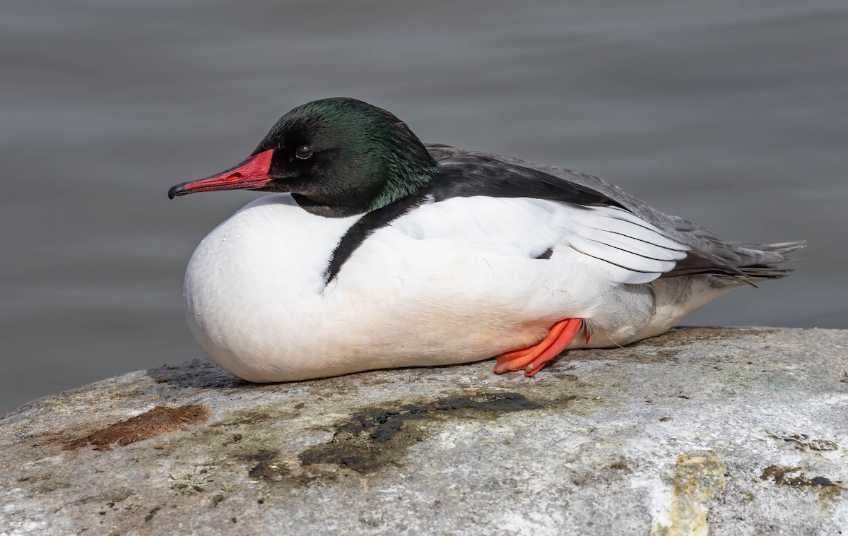 Common Merganser - ML615915948