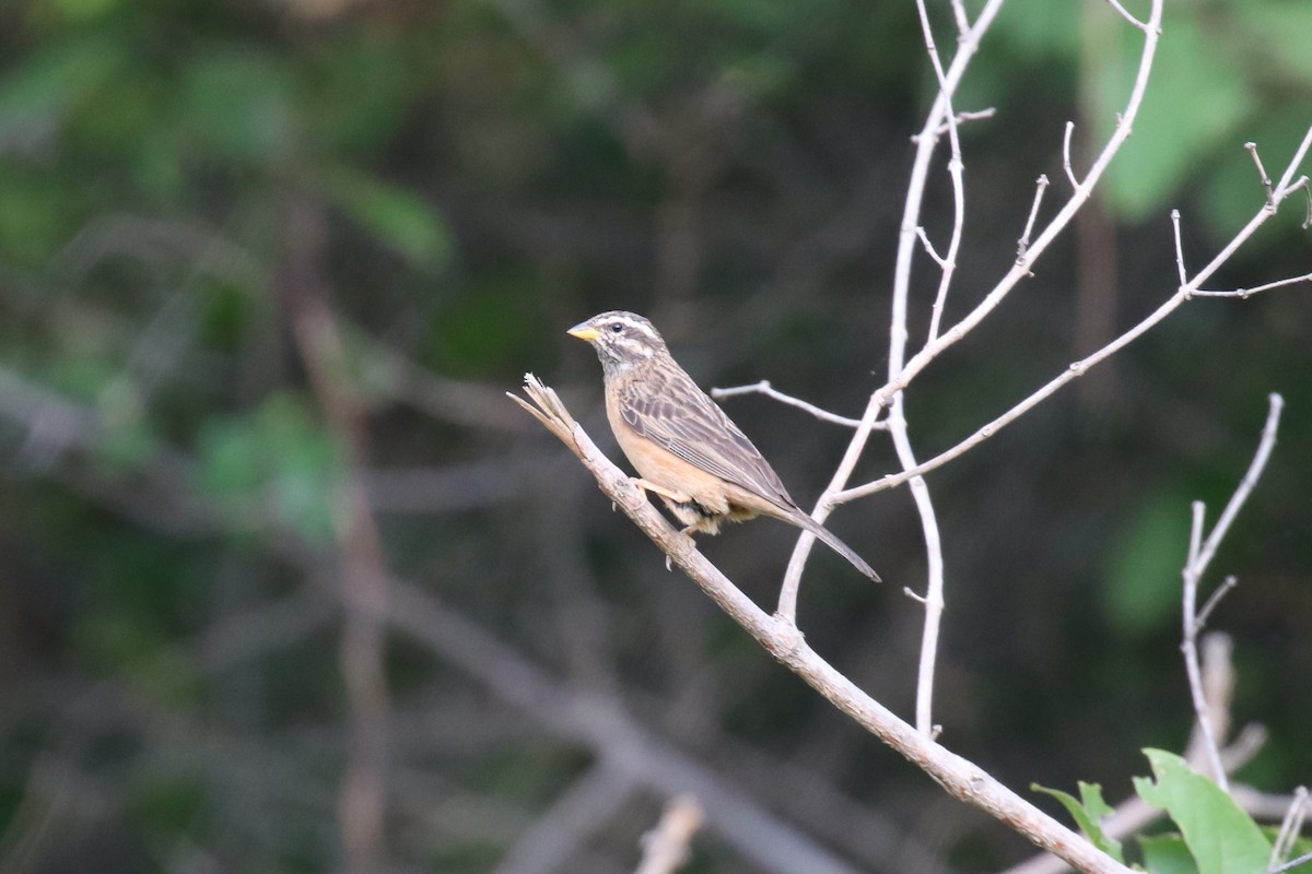 Cinnamon-breasted Bunting - ML615915951