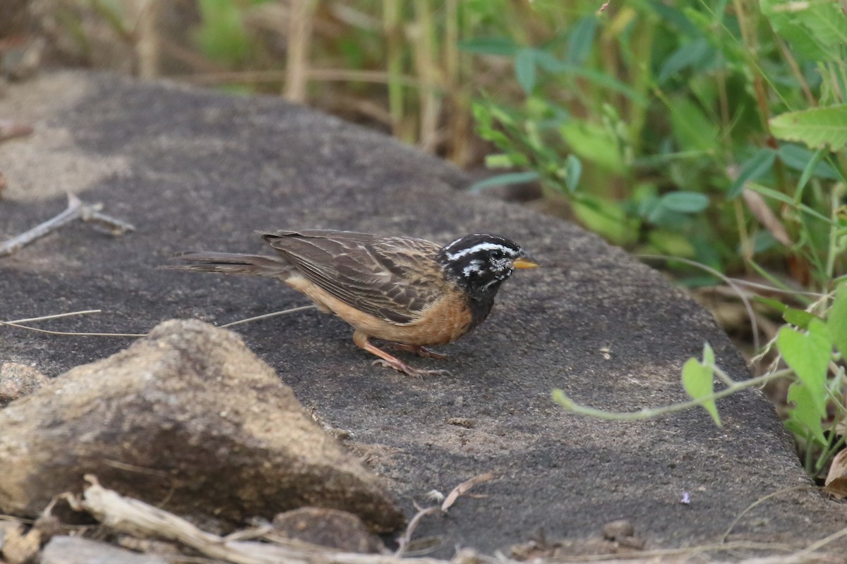 Cinnamon-breasted Bunting - ML615915952