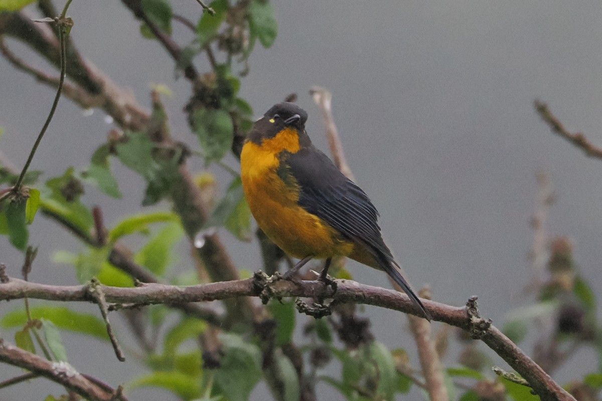 Lacrimose Mountain Tanager - ML615915968