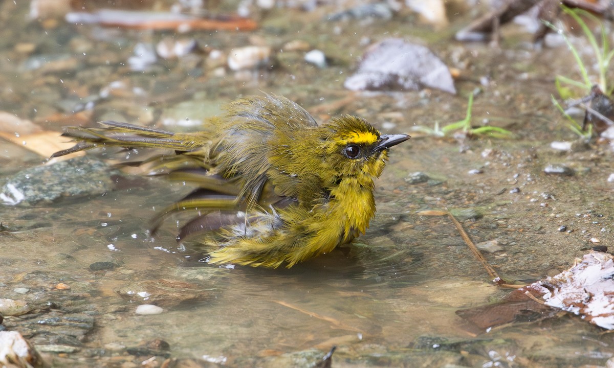 レモンアメリカムシクイ（striaticeps） - ML615915975