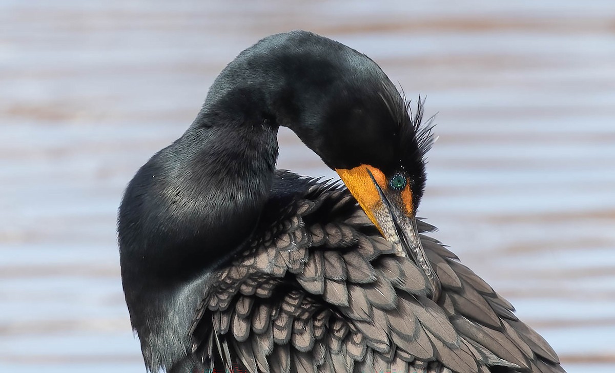 Double-crested Cormorant - ML615915994