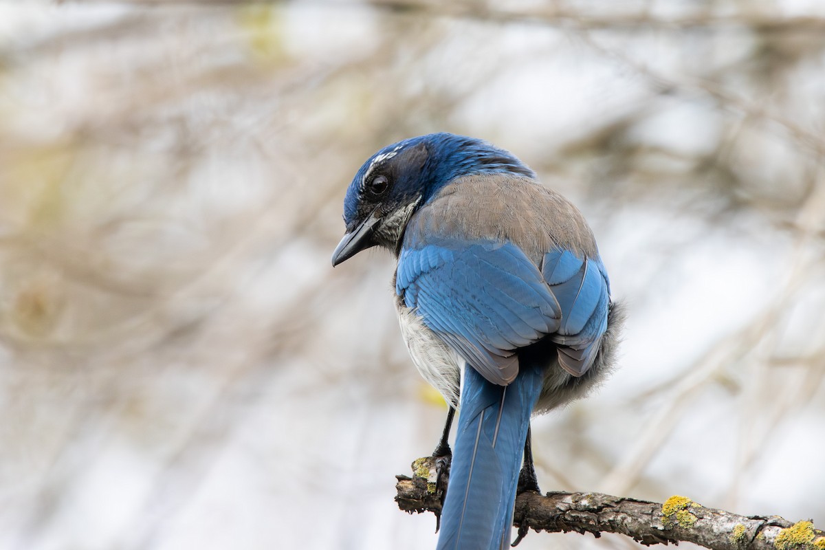 California Scrub-Jay - ML615915998