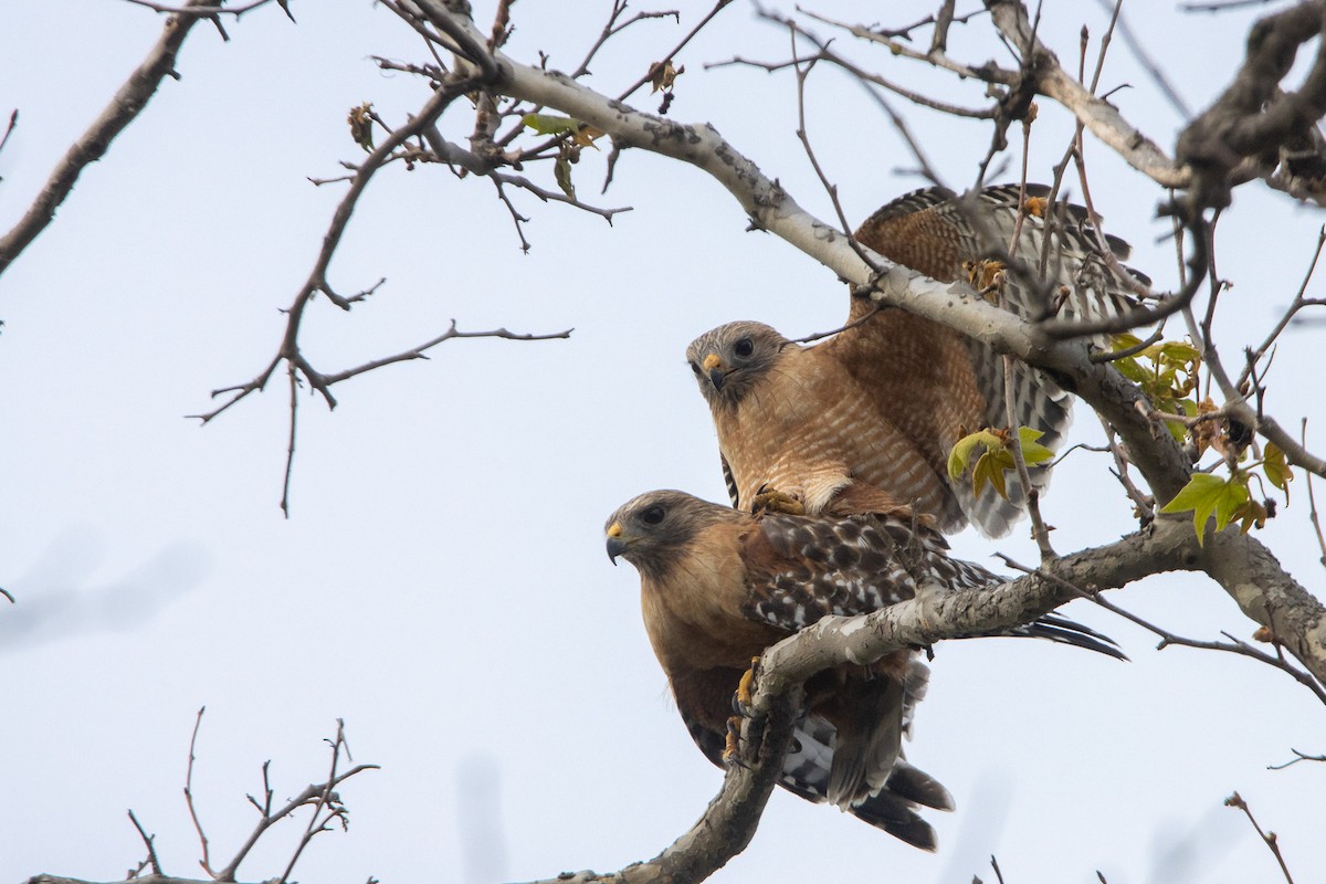 Red-shouldered Hawk - ML615916008