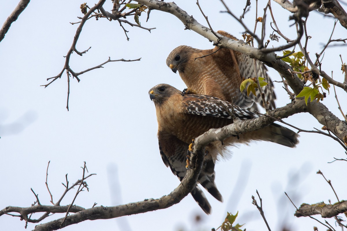 Red-shouldered Hawk - Tristan Yoo