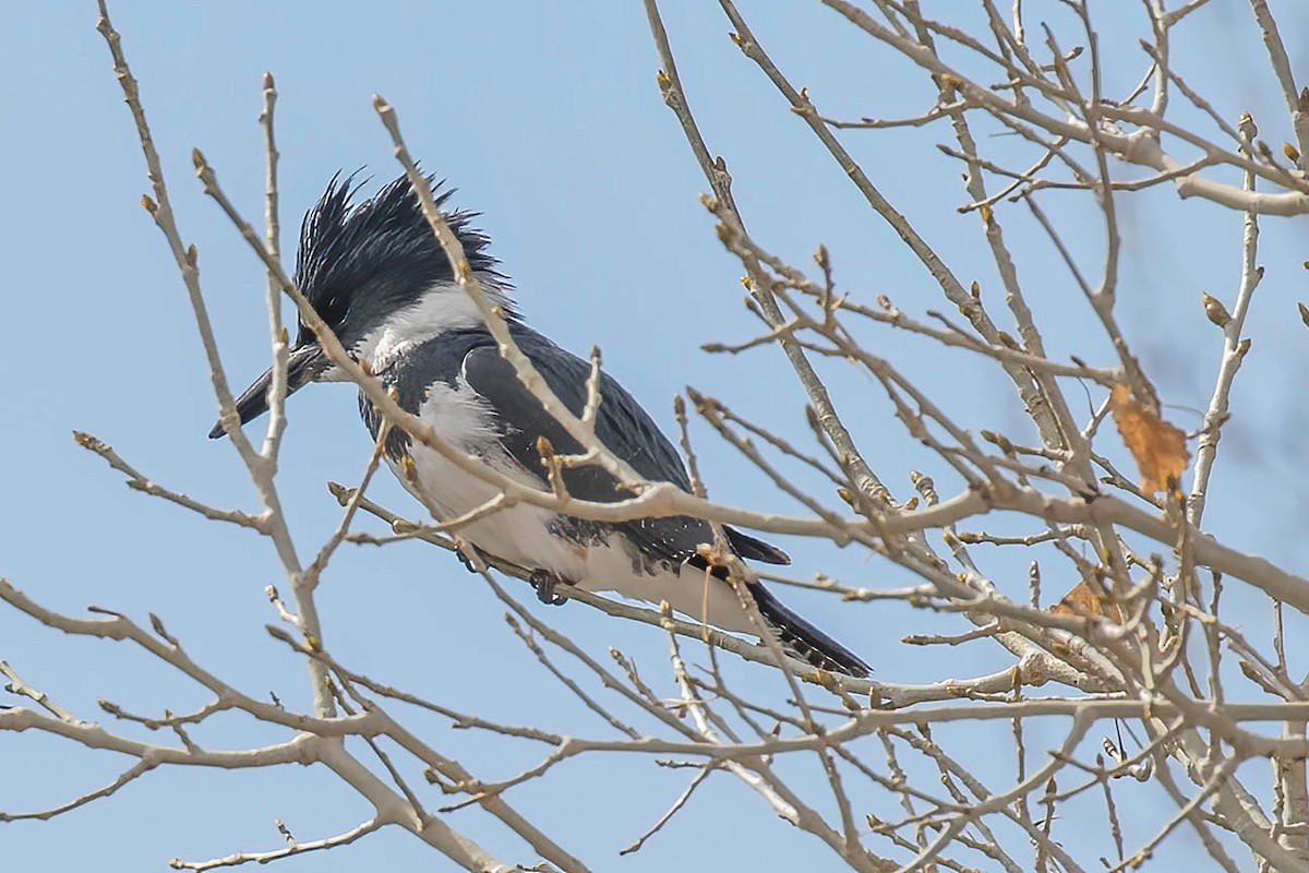 Belted Kingfisher - ML615916014