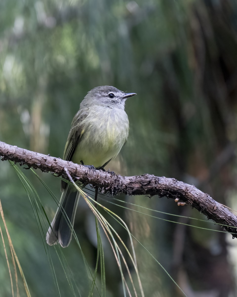 Greenish Elaenia (West Mexico) - ML615916017