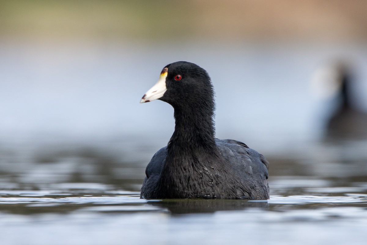 American Coot - Tristan Yoo