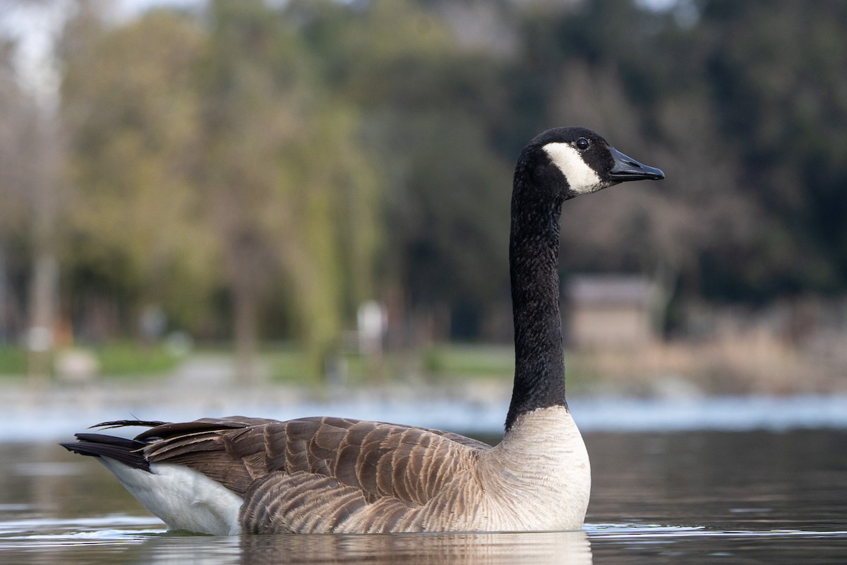 Canada Goose - ML615916026