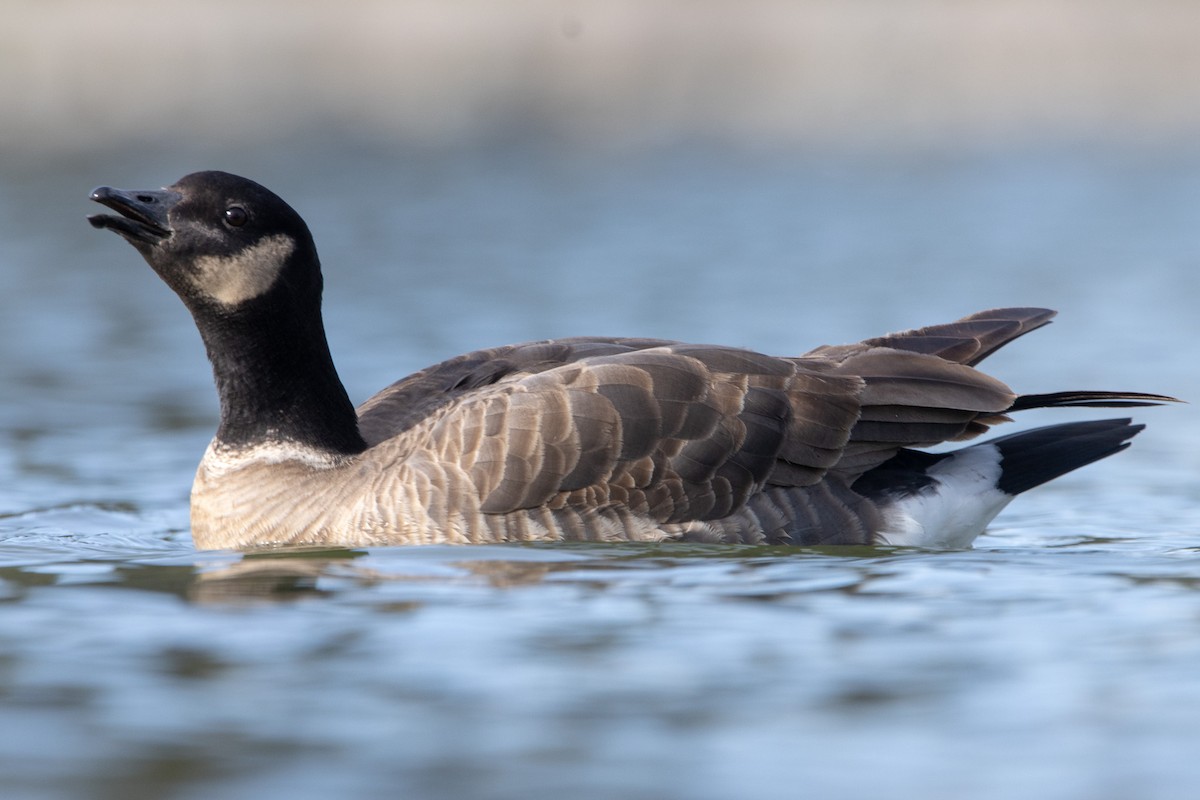 Cackling Goose - ML615916033