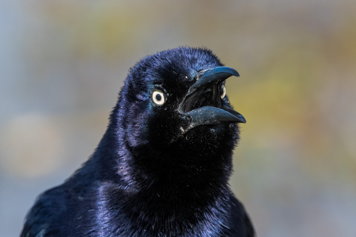 Great-tailed Grackle - Tristan Yoo