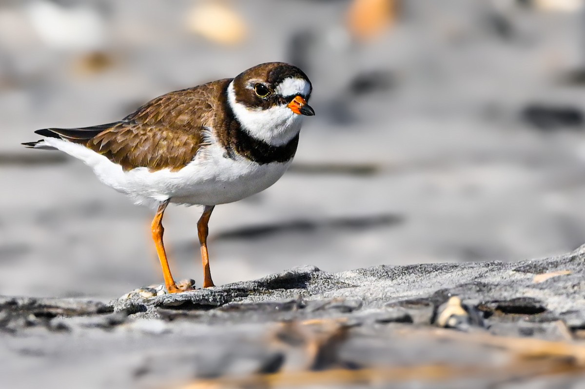 Semipalmated Plover - Nathanial O’Connell