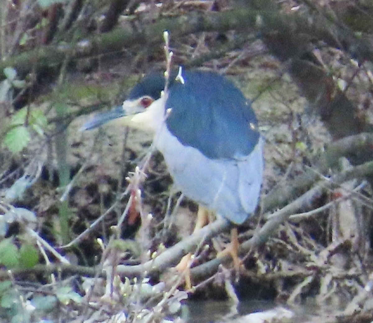 Black-crowned Night Heron - Ned Mueller