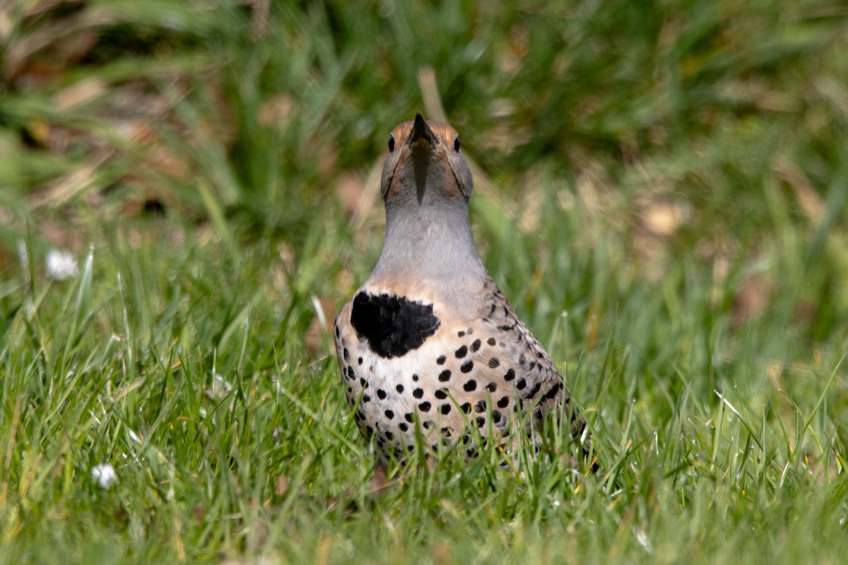 Northern Flicker - ML615916068