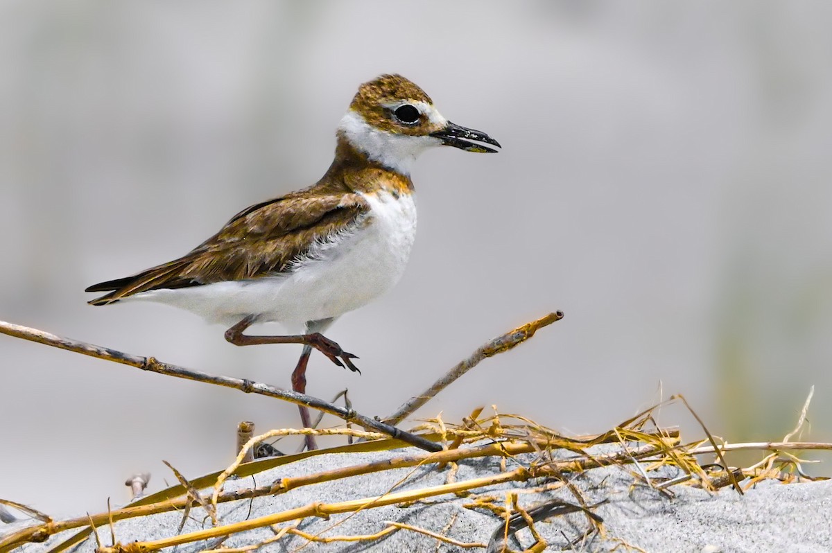 Wilson's Plover - Nathanial O’Connell