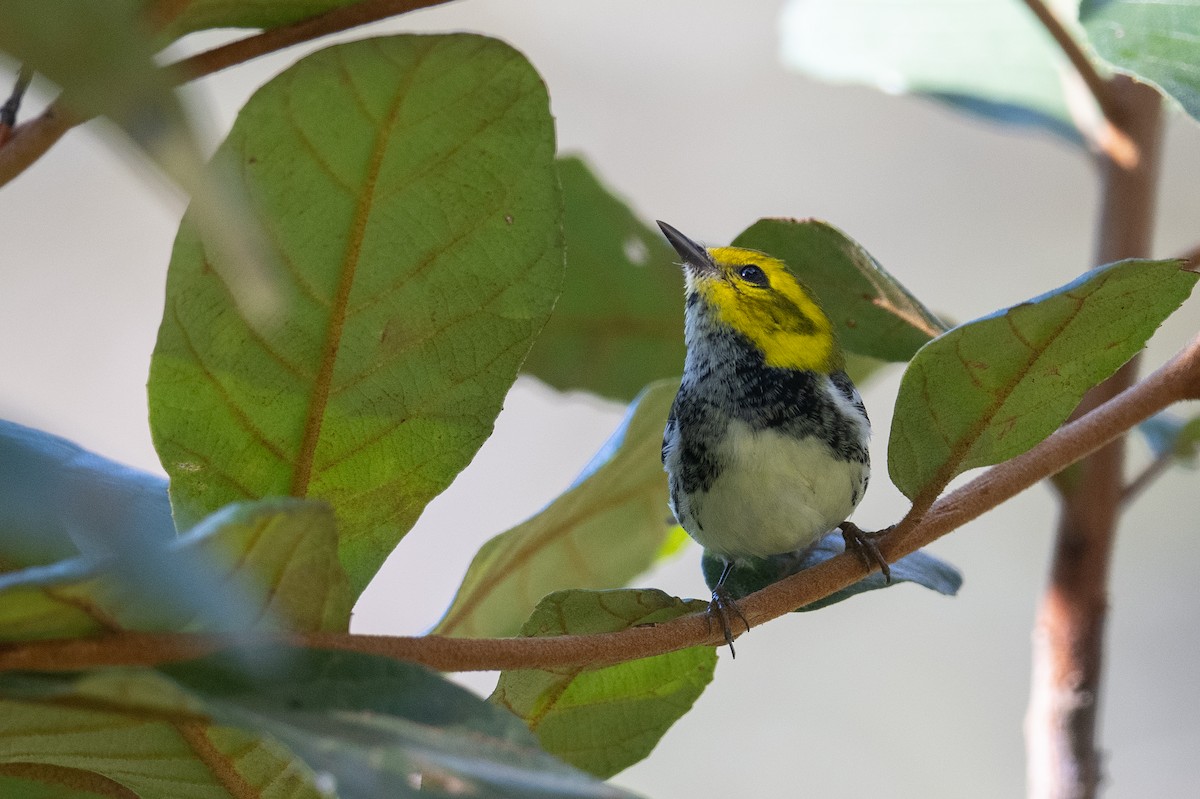 Black-throated Green Warbler - ML615916136