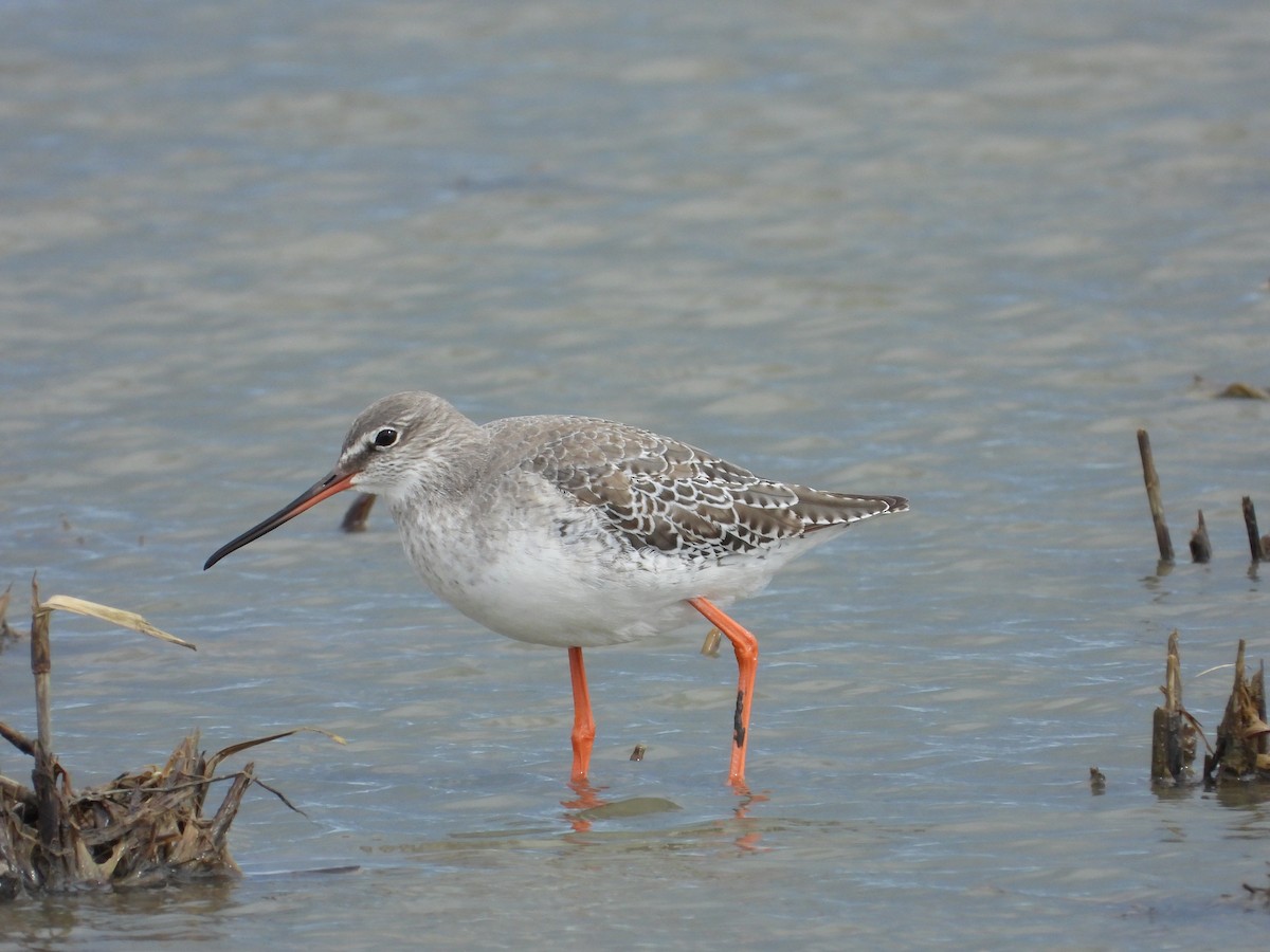 Spotted Redshank - ML615916139