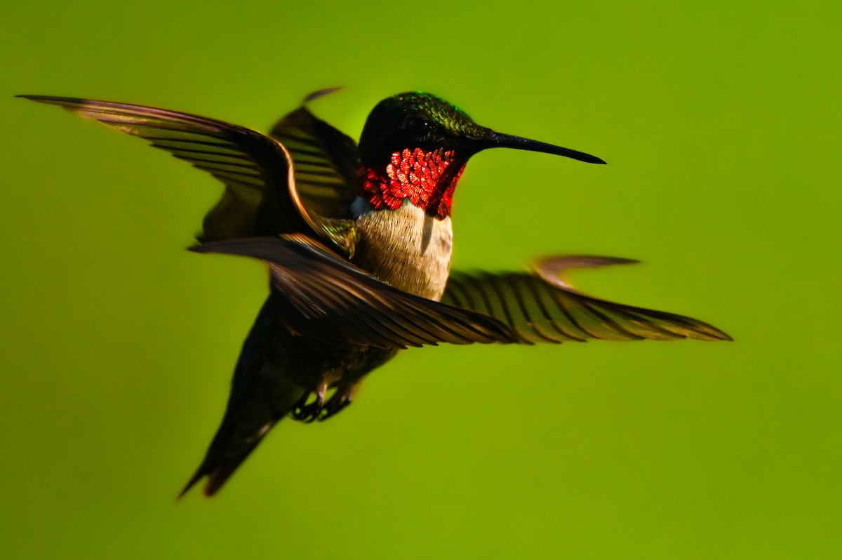 Ruby-throated Hummingbird - ML615916143
