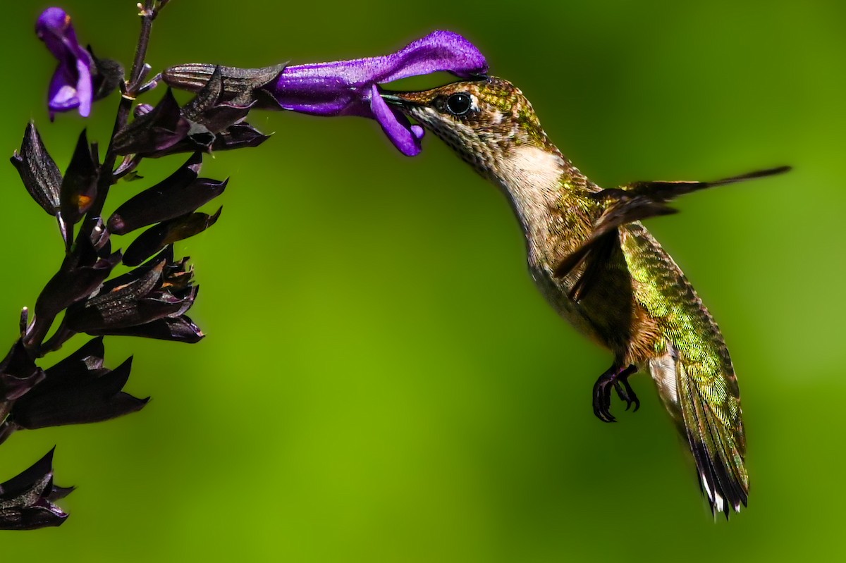 Ruby-throated Hummingbird - ML615916144