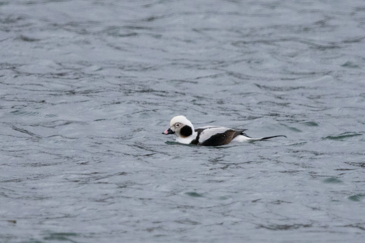 Long-tailed Duck - ML615916166