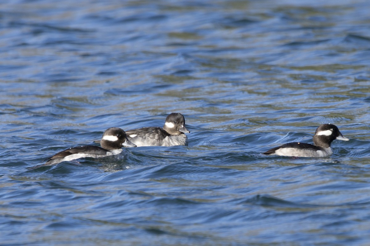 Bufflehead - ML615916170