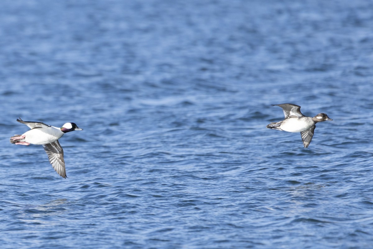 Bufflehead - Jim Tolbert